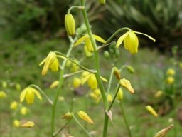Albuca shawii